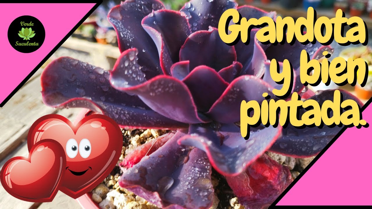 Echeveria hortensia y sus cuidados.