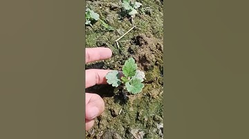 Cúc pha lê giống mô tết 2026