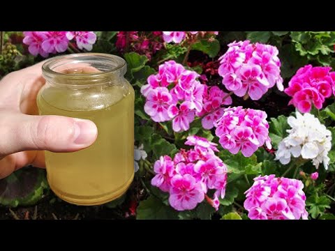 БЕСПЛАТНАЯ ПОДКОРМКА ДЛЯ БЕШЕНОГО РОСТА И ПЫШНОГО ЦВЕТЕНИЯ ВСЕХ ЦВЕТОВ И КОМНАТНЫХ РАСТЕНИЙ!
