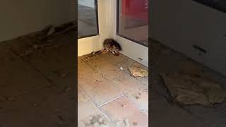 Download Lagu He's probably the luckiest rat on earth MP3