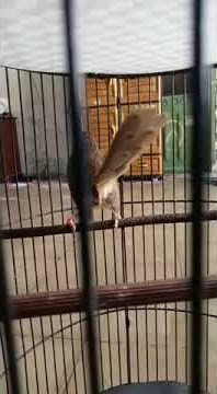 cigun cililin