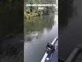 Josh loses smallmouth at the boat!
