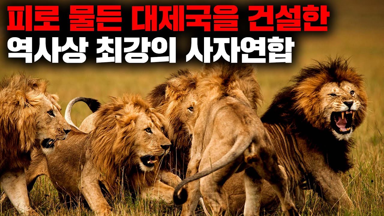 100마리가 넘는 동족을 죽이고 2억평의 영토를 지배했던 사상 최강의 숫사자 연합 '마포호' [자연] - YouTube