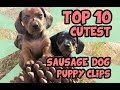 TOP 10 DACHSHUND PUPPY VIDEOS OF ALL TIME