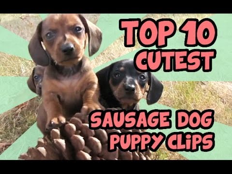 Top 10 Dachshund Puppy Videos Of All Time Youtube