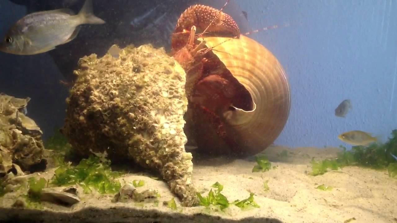 moving day for sebastian the giant hermit crab. - youtube