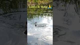 spot mancing syahdu/strek ikan betok bertubi tubi