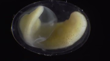 Fascinating timelapse of a salamander growing from a single cell, into a complete.