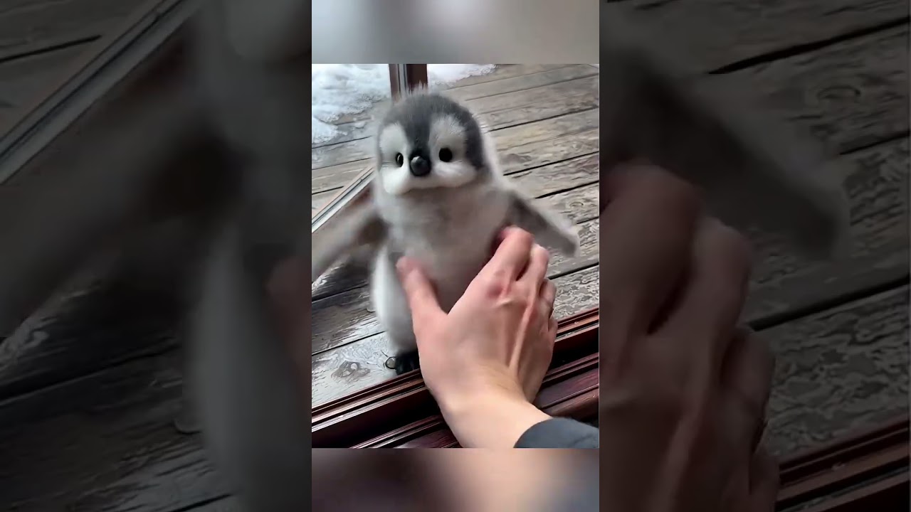 Cute baby❣️❣️❣️ #birds #pets #penguin #viral