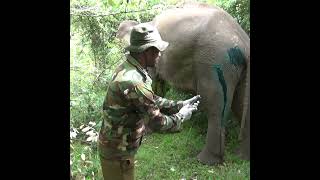 Treating The Injured Elephant | 負傷したゾウの治療 | Elephant | علاج الفيل المصاب | Wildlife #Shorts