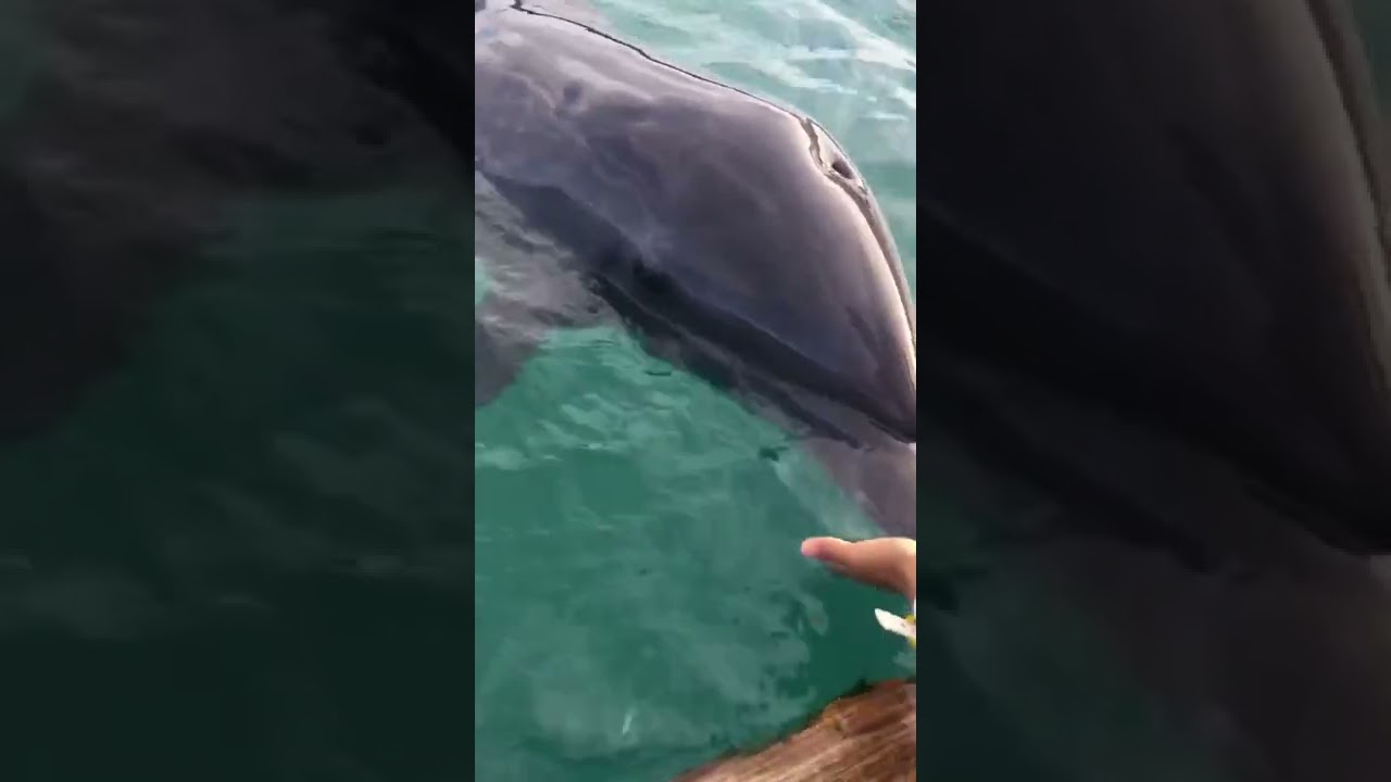 Dolphin with Ball - Pacific Ocean