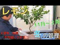 【レモンの越冬】翌年の生育に影響 2022.11