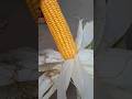 Makka , Sweetcorn, मकई , #shots #munnikirasois #shotsvideo #ytshortsindia #indianfood #recipe