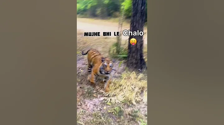 Safari Gone Wrong🐅Tiger Charges at Tourists #TigerAttack #SafariAdventure #WildlifeEncounter