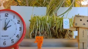 ラズパイ x SORACOM で植物観察