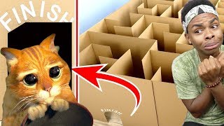 Giant Maze Labyrinth For Cat Kittens Can They Exit