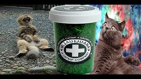Catnip overdose