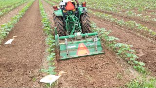 Rotary machine in Cotton Farm (Rotavator) / Kapas / Agriculture machinery