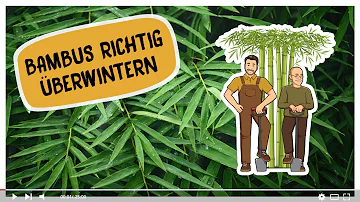 Wie oft muss man Bambus im Winter gießen?