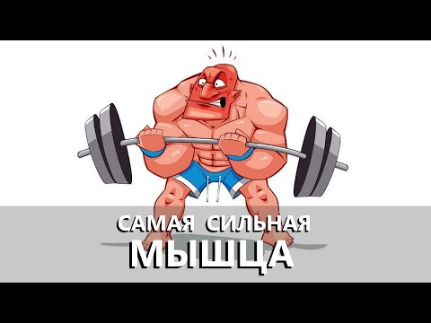 Самая сильная мышца в человеческом теле