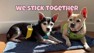 ADOPTED! Meet Quid & Bunji at Muttville, San Francisco! by Muttville Senior Dog Rescue 464 views 4 months ago 1 minute