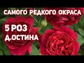 Английские розы - самые крупные цветы уникальной окраски. Цветут обильно и ярко!