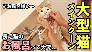 お風呂嫌いな猫が頑張ります。【大型猫メインクーン】