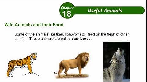 Environmental Studies Class 2 Chapter 18,Useful Animals,Part04
