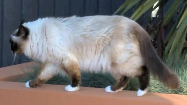 Watch the video about Birman Cat with Loud Meow Explores My Garden - PoathTV Funny Cat Video - PoathCats