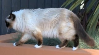 Birman Cat with Loud Meow Explores My Garden  PoathTV Funny Cat Video  PoathCats
