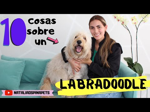 Video: ¿Qué tamaño tendrá un Labradoodle?