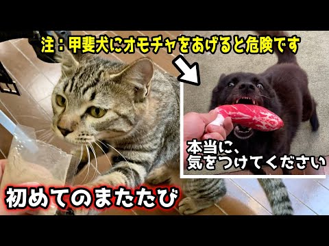 初めてのまたたび！と甲斐犬にオモチャをあげてはいけない理由【甲斐犬一休と猫のしずく】