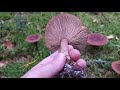 Горькушка (Lactarius rufus). Как выглядит гриб на месте произрастания.