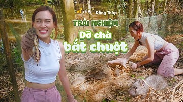 Dỡ chà bắt chuột đồng mùa nước nổi I KIẾN VI VU ĐỒNG THÁP
