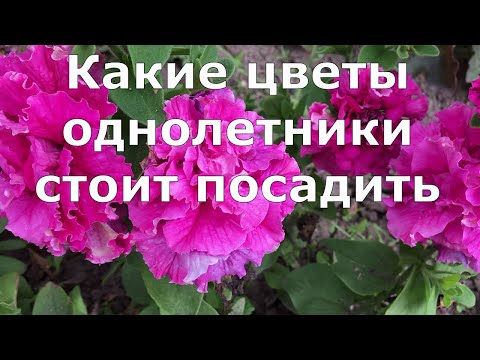 573 Какие цветы однолетники стоит посадить летом