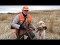 Pheasant Hunting with a Spinone Italiano [Outdoors] の動画、YouTube動画。