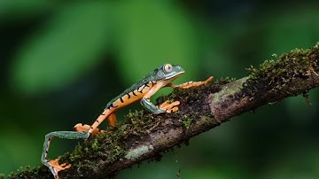 Territorial Justice | Amazon Conservation Team