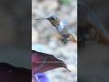 Turn On The Sound To Hear Hummingbird S Buzzing Hummingbird Turn On The Sound To Hear Hummingbird S Buzzing Hummingbird