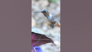 Turn on the sound to hear hummingbird