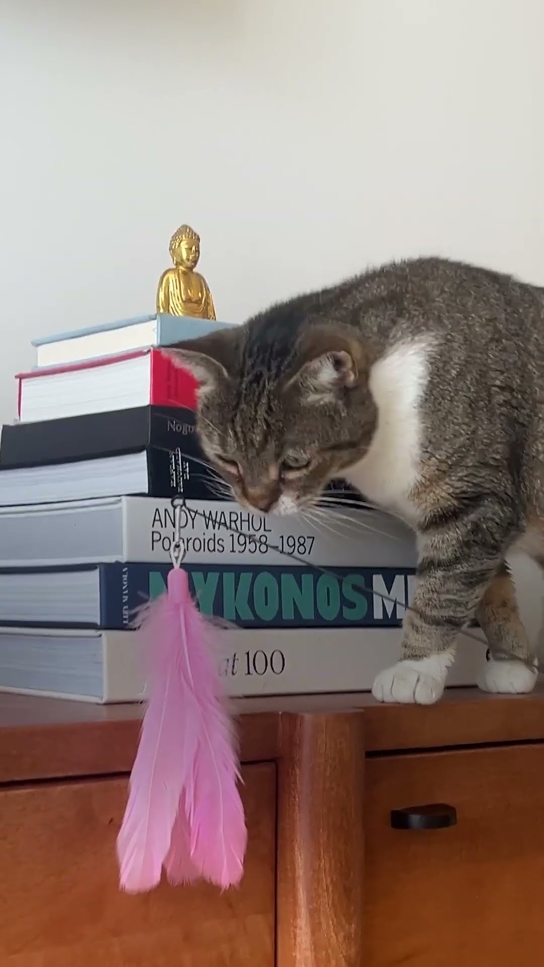 The Viral Feather Cat Toy | The Pack