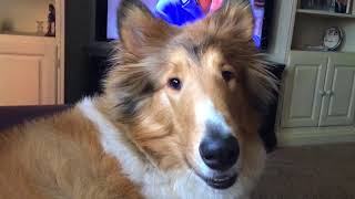 2017 Tigger the Collie crying over who to pick in the Big Ten this week