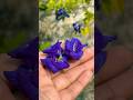 Aprajita care tips , don’t do this mistake with your Aprajita #homegarden #gardening #gardiningtips