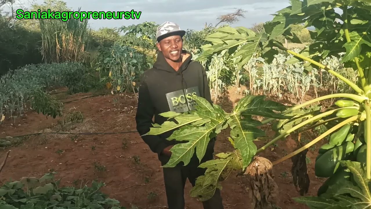 Malkia F1Pawpaw: The FASTEST Growth? (Seeding in Hand vs. Ready to Harvest)