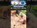 RCB VS. RR #trending #shorts_ #shortvideo #shortsviral #shorts_