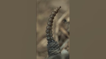 VÌ SAO ĐUÔI RẮN ĐUÔI CHUÔNG PHÁT RA ÂM THANH | 😨 (Biết Tuốt) #dongvat #fact