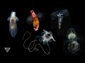 Pteropods: Swimming snails of the sea