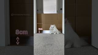 Mia Vs Descending Gate👀 This Video Is Still One Of My Favourite Videos 😍 #Cat #Catvideos #Catgame