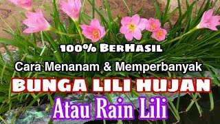 Cara Menanam \u0026 Memperbanyak Bunga LiLi Hujan / Rain LiLi _ Kebun Langit