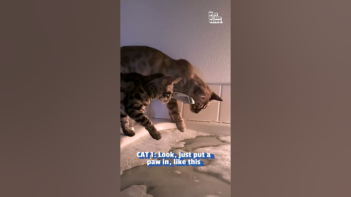 Funny Cats Confused By Person's Bath