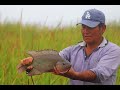 Mira Como este hombre pesca tilapias con atarraya